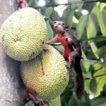 Squirrel and jackfruit