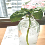 Hydroponics 101