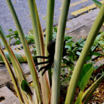 Traveller palm & spider