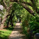 Welcoming shade, morning walk