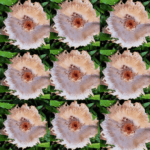 Morning walk flower montage