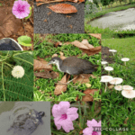 Meeting new friends and admiring the flowers