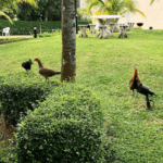 Wild fowl on the prowl in condo compound