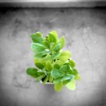 Waiting for flowers to bloom