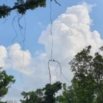 Nature's Birdcage